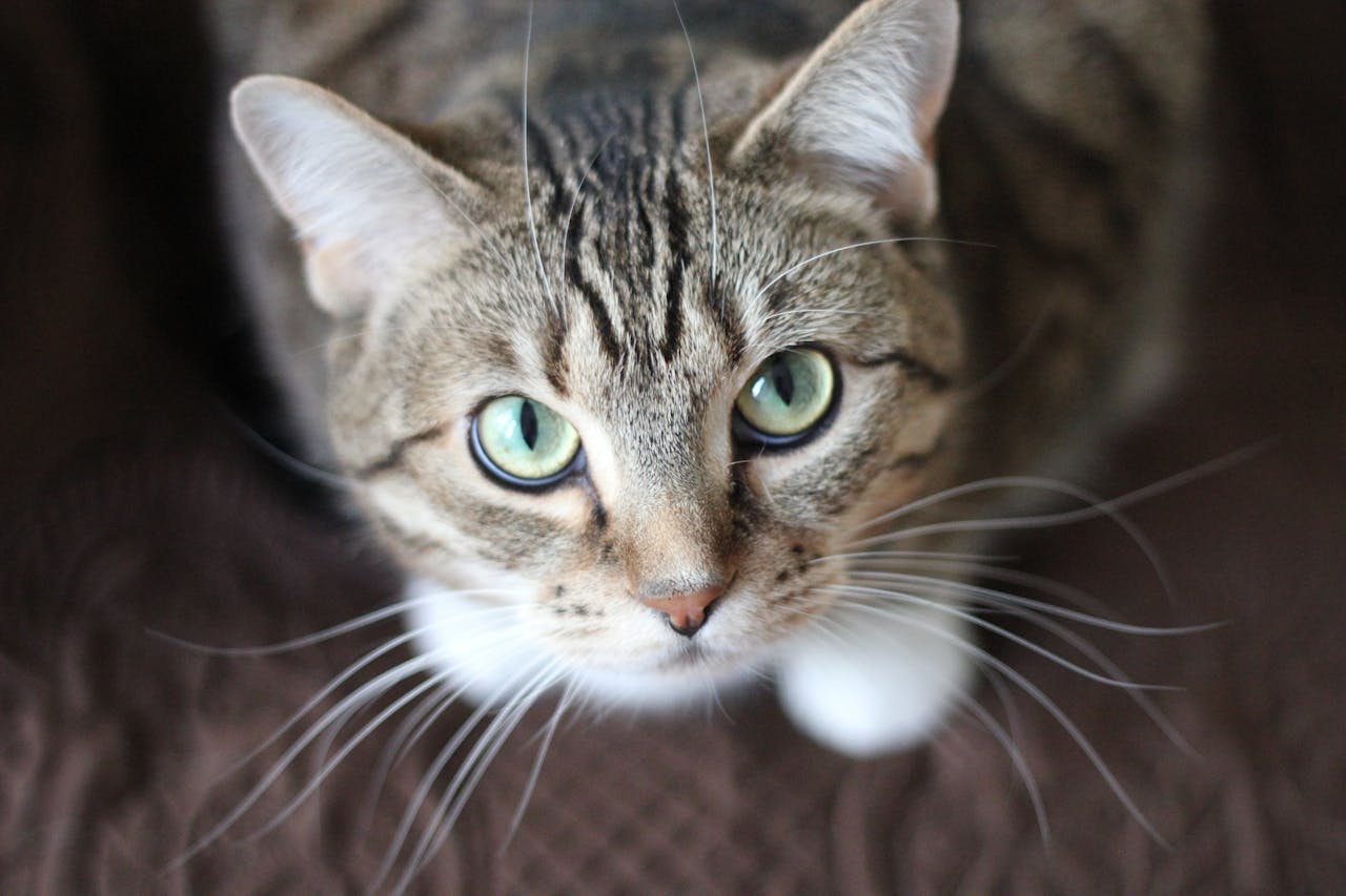 Voor het eerst een kat in huis? Hier wil je aan denken!