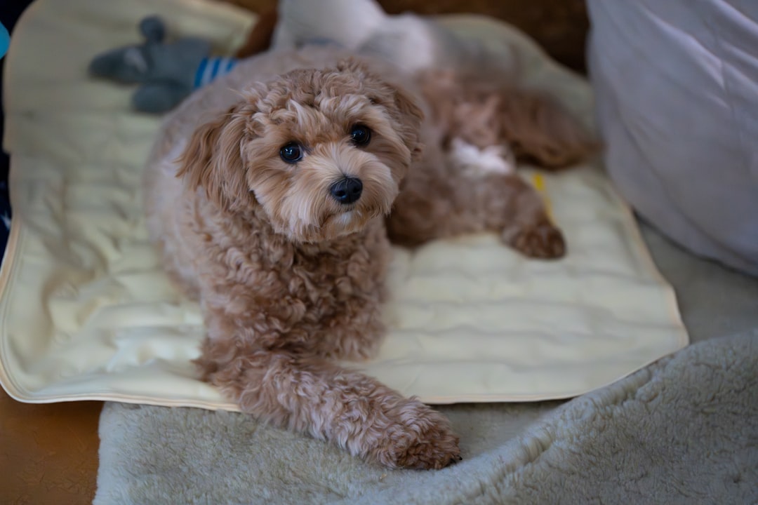 A small brown curly-haired dog lies on a blanket.