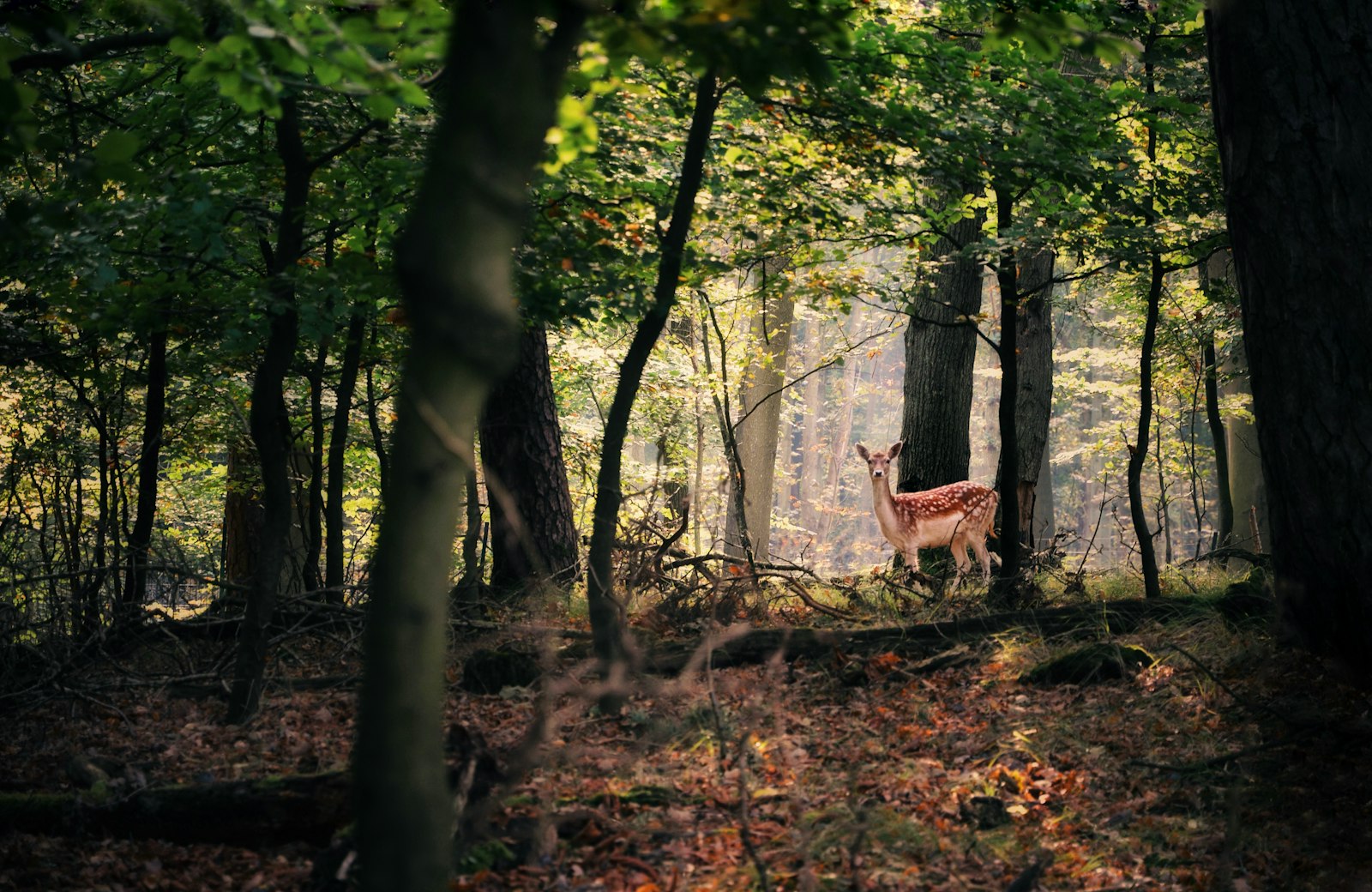 Een ree in het bos op de Veluwe