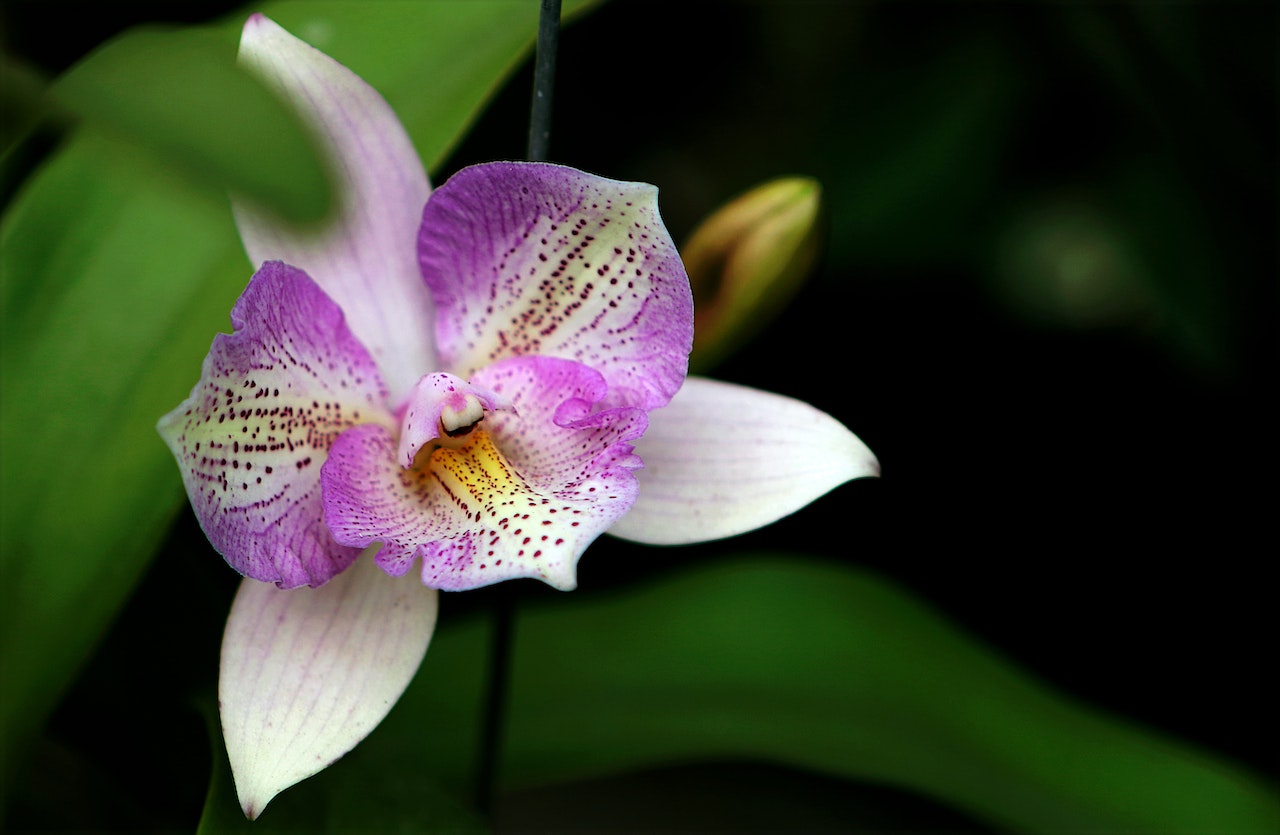 5 tips voor het verzorgen van een orchidee