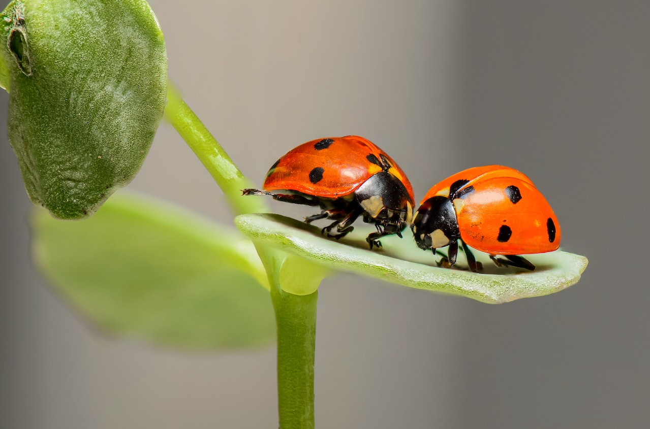 Natuurlijke bestrijders met lieveheersbeestjes en bladluisbestrijding